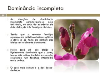 Dominância incompleta
33

        As     situações      de     dominância
         incompleta caracterizam-se pela
         existência, no caso da existência de
         dois alelos, de três fenótipos distintos.

        Sendo que o terceiro fenótipo
         aparece nos indivíduos heterozigóticos
         e deve-se ao facto de nenhum dos
         alelos ser totalmente dominante.

        Neste caso um dos alelos é
         ligeiramente dominante que o outro,
         tendo este ultimo também expressão,
         resultando num fenótipo intermédio
         entre ambos.

        O caso mais comum é o das Bocas-
         de-Lobo.
 