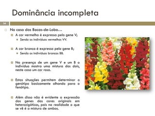 Dominância incompleta
34

    No caso das Bocas-de-Lobo…
        A cor vermelha é expressa pelo gene V;
            Sendo os indivíduos vermelhos VV.

        A cor branca é expressa pelo gene B;
            Sendo os indivíduos brancos BB.

        Na presença de um gene V e um B o
         indivíduo mostra uma mistura dos dois,
         neste caso um cor rosa.

        Estas situações permitem determinar o
         genótipo basicamente olhando para o
         fenótipo.

        Além disso não é evidente a expressão
         dos genes das cores originais em
         heterozigóticos, pois na realidade o que
         se vê é a mistura de ambos.
 