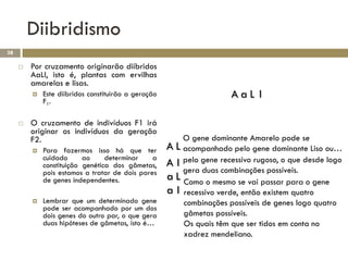 Diibridismo
38

        Por cruzamento originarão diíbridos
         AaLl, isto é, plantas com ervilhas
         amarelas e lisas.
            Este diíbridos constituirão a geração                     AaL l
             F1.

        O cruzamento de indivíduos F1 irá
         originar os indivíduos da geração
         F2.                                              O gene dominante Amarelo pode se
            Para fazermos isso há que ter           AL   acompanhado pelo gene dominante Liso ou…
             cuidado      ao     determinar    a          pelo gene recessivo rugoso, o que desde logo
             constituição genética dos gâmetas,      Al
             pois estamos a tratar de dois pares          gera duas combinações possíveis.
             de genes independentes.                 aL   Como o mesmo se vai passar para o gene
                                                     al   recessivo verde, então existem quatro
            Lembrar que um determinado gene              combinações possíveis de genes logo quatro
             pode ser acompanhado por um dos
             dois genes do outro par, o que gera          gâmetas possíveis.
             duas hipóteses de gâmetas, isto é…           Os quais têm que ser tidos em conta no
                                                          xadrez mendeliano.
 