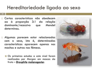 Hereditariedade ligada ao sexo
41


    Certas características não obedecem
     ao à proporção 3:1 da relação
     dominante/recessivo     que  Mendel
     determinou.

    Algumas parecem estar relacionadas
     com o sexo, isto é, determinadas
     características aparecem apenas nos
     machos e outras nas fêmeas.

        Os primeiros estudos a este nível foram
         realizados por Morgan em moscas da
         fruta – Drosphila melanogaster.
 
