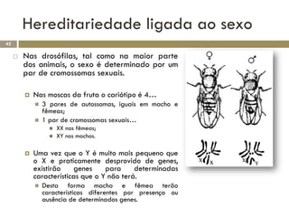 Hereditariedade ligada ao sexo
42

        Nas drosófilas, tal como na maior parte
         dos animais, o sexo é determinado por um
         par de cromossomas sexuais.

            Nas moscas da fruta o cariótipo é 4…
                3 pares de autossomas, iguais em macho e
                 fêmeas;
                1 par de cromossomas sexuais…
                      XX nas fêmeas;
                      XY nos machos.

            Uma vez que o Y é muito mais pequeno que
             o X e praticamente desprovido de genes,
             existirão     genes    para     determinadas
             características que o Y não terá.
                Desta forma macho e fêmea terão
                 características diferentes por presença ou
                 ausência de determinados genes.
 