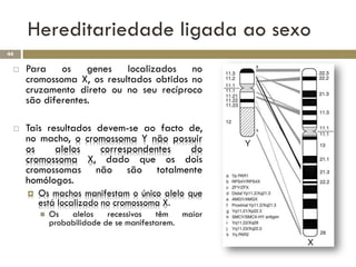 Hereditariedade ligada ao sexo
44

    Para os genes localizados no
     cromossoma X, os resultados obtidos no
     cruzamento direto ou no seu recíproco
     são diferentes.

    Tais resultados devem-se ao facto de,
     no macho, o cromossoma Y não possuir
     os     alelos    correspondentes  do
     cromossoma X, dado que os dois
     cromossomas não são totalmente
     homólogos.
        Os machos manifestam o único alelo que
         está localizado no cromossoma X.
            Os   alelos    recessivos   têm   maior
             probabilidade de se manifestarem.
 
