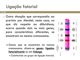 Ligação fatorial
45


    Outra situação que correspondia ao
     previsto por Mendel, neste caso, no
     que diz respeito ao diibridismo,
     ocorre quando dois ou mais genes,
     para características diferentes, se
     encontram no mesmo cromossoma.

      Genes   que se encontrem no mesmo
       cromossoma dizem-se genes ligados
       fatorialmente ou em linkage.
        Constituindo   um grupo de ligação fatorial.
 
