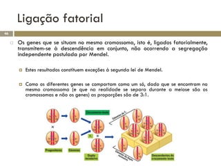 Ligação fatorial
46

        Os genes que se situam no mesmo cromossoma, isto é, ligados fatorialmente,
         transmitem-se à descendência em conjunto, não ocorrendo a segregação
         independente postulada por Mendel.

            Estes resultados constituem exceções à segunda lei de Mendel.

            Como os diferentes genes se comportam como um só, dado que se encontram no
             mesmo cromossoma (e que na realidade se separa durante a meiose são os
             cromossomas e não os genes) as proporções são de 3:1.
 
