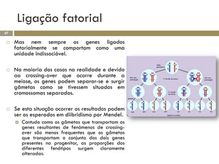 Ligação fatorial
47

    Mas nem sempre os genes ligados
     fatorialmente se comportam como uma
     unidade indissociável.

    Na maioria dos casos na realidade e devido
     ao crossing-over que ocorre durante a
     meiose, os genes podem separar-se e surgir
     gâmetas como se tivessem situados em
     cromossomas separados.

    Se esta situação ocorrer os resultados podem
     ser os esperados em diibridismo por Mendel.
        Contudo como os gâmetas que transportam os
         genes resultantes de fenómenos de crossing-
         over são menos frequentes que os gâmetas
         que transportam o conjunto dos dois genes
         presentes no progenitor, as proporções dos
         diferentes fenótipos surgem claramente
         alteradas.
 