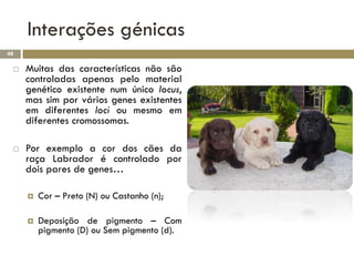 Interações génicas
48

    Muitas das características não são
     controladas apenas pelo material
     genético existente num único locus,
     mas sim por vários genes existentes
     em diferentes loci ou mesmo em
     diferentes cromossomas.

    Por exemplo a cor dos cães da
     raça Labrador é controlado por
     dois pares de genes…

        Cor – Preto (N) ou Castanho (n);

        Deposição de pigmento – Com
         pigmento (D) ou Sem pigmento (d).
 