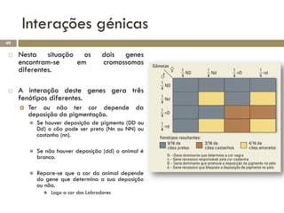 Interações génicas
49

    Nesta situação os                  dois genes
     encontram-se  em                   cromossomas
     diferentes.

    A interação deste genes gera três
     fenótipos diferentes.
        Ter ou não ter cor depende da
         deposição da pigmentação.
            Se houver deposição de pigmento (DD ou
             Dd) o cão pode ser preto (Nn ou NN) ou
             castanho (nn).

            Se não houver deposição (dd) o animal é
             branco.

            Repare-se que a cor do animal depende
             do gene que determina a sua deposição
             ou não.
                  Logo a cor dos Labradores
 