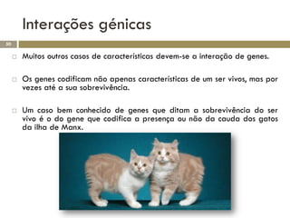 Interações génicas
50

        Muitos outros casos de características devem-se a interação de genes.

        Os genes codificam não apenas características de um ser vivos, mas por
         vezes até a sua sobrevivência.

        Um caso bem conhecido de genes que ditam a sobrevivência do ser
         vivo é o do gene que codifica a presença ou não da cauda dos gatos
         da ilha de Manx.
 
