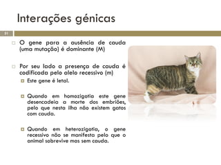 Interações génicas
51

        O gene para a ausência de cauda
         (uma mutação) é dominante (M)

        Por seu lado a presença de cauda é
         codificada pelo alelo recessivo (m)
            Este gene é letal.

            Quando em homozigotia este gene
             desencadeia a morte dos embriões,
             pelo que nesta ilha não existem gatos
             com cauda.

            Quando em heterozigotia, o gene
             recessivo não se manifesta pelo que o
             animal sobrevive mas sem cauda.
 