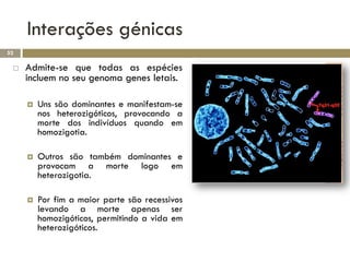 Interações génicas
52

    Admite-se que todas as espécies
     incluem no seu genoma genes letais.

        Uns são dominantes e manifestam-se
         nos heterozigóticos, provocando a
         morte dos indivíduos quando em
         homozigotia.

        Outros são também dominantes e
         provocam a morte logo em
         heterozigotia.

        Por fim a maior parte são recessivos
         levando a morte apenas ser
         homozigóticos, permitindo a vida em
         heterozigóticos.
 