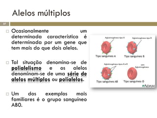 Alelos múltiplos
57


    Ocasionalmente               um
     determinada característica é
     determinada por um gene que
     tem mais do que dois alelos.

    Tal situação denomina-se de
     polialelismo e os alelos
     denominam-se de uma série de
     alelos múltiplos ou polialelos.

    Um     dos    exemplos    mais
     familiares é o grupo sanguíneo
     AB0.
 
