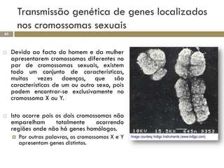 Transmissão genética de genes localizados
         nos cromossomas sexuais
65




    Devido ao facto do homem e da mulher
     apresentarem cromossomas diferentes no
     par de cromossomas sexuais, existem
     todo um conjunto de características,
     muitas vezes doenças, que são
     características de um ou outro sexo, pois
     podem encontrar-se exclusivamente no
     cromossoma X ou Y.

    Isto ocorre pois os dois cromossomas não
     emparelham       totalmente    ocorrendo
     regiões onde não há genes homólogos.
        Por outras palavras, os cromossomas X e Y
         apresentam genes distintos.
 