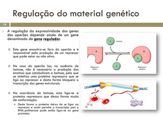 Regulação do material genético
79

    A regulação da expressividade dos genes
     dos operões depende ainda de um gene
     denominada de gene regulador.

        Este gene encontra-se fora do operão e é
         responsável pela produção de um repressor
         que pode estar ou não ativo.

        No caso do operão lac, na ausência de
         lactose, não é necessário a produção das
         enzimas que catabolizam a lactose, pelo que
         se sintetiza uma proteína repressora que se
         liga ao repressor e desta forma bloqueia a
         transcrição dos genes estruturais.

        Na ocorrência de lactose, esta liga-se à
         proteína repressora que dessa forma muda
         de conformação.
            Desta forma a proteína deixa de se ligar ao
             repressor e assim permite a transcrição pois a
             RNA-polimerase pode então ligar-se ao gene
             promotor.
 