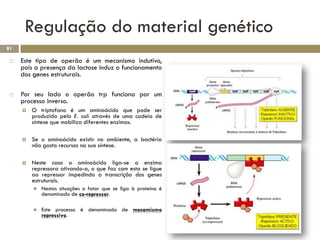 Regulação do material genético
81

    Este tipo de operão é um mecanismo indutivo,
     pois a presença da lactose induz o funcionamento
     dos genes estruturais.

    Por seu lado o operão trp funciona por um
     processo inverso.
        O triptofano é um aminoácido que pode ser
         produzido pela E. coli através de uma cadeia de
         síntese que mobiliza diferentes enzimas.

        Se o aminoácido existir no ambiente, a bactéria
         não gasta recursos na sua síntese.

        Neste caso o aminoácido liga-se a enzima
         repressora ativando-a, o que faz com esta se ligue
         ao repressor impedindo a transcrição dos genes
         estruturais.
            Nestas situações o fator que se liga à proteína é
             denominado de co-repressor.

            Este processo é denominado de mecamismo
             repressivo.
 