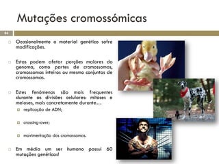 Mutações cromossómicas
84

    Ocasionalmente o material genético sofre
     modificações.

    Estas podem afetar porções maiores do
     genoma, como partes de cromossomas,
     cromossomas inteiros ou mesmo conjuntos de
     cromossomas.

    Estes fenómenos são mais frequentes
     durante as divisões celulares: mitoses e
     meioses, mais concretamente durante…
        replicação de ADN;

        crossing-over;

        movimentação dos cromossomas.

    Em média um ser humano possui 60
     mutações genéticas!
 