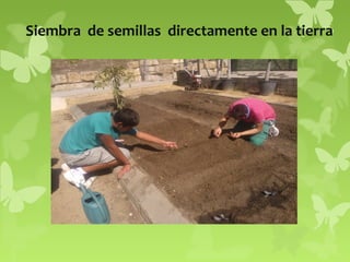 Siembra de semillas directamente en la tierra

 