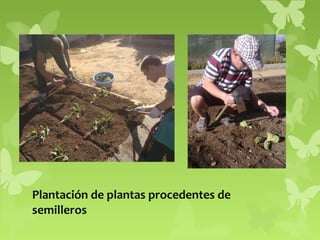 Plantación de plantas procedentes de
semilleros

 