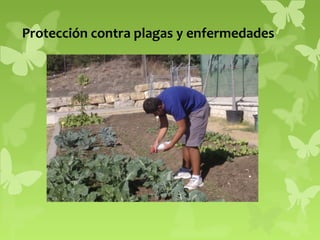 Protección contra plagas y enfermedades

 