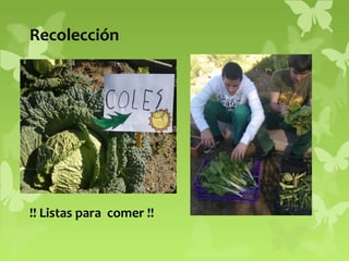 Recolección

!! Listas para comer !!

 