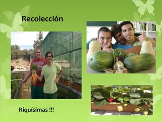 Recolección

Riquísimas !!!

 