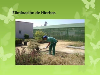 Eliminación de Hierbas

 
