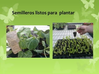 Semilleros listos para plantar

 