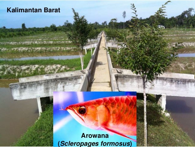 BUDIDAYA POHON GAHARU PDF