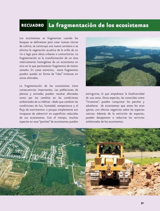 RECUADRO               La fragmentación de los ecosistemas
Los ecosistemas se fragmentan cuando los
bosques se deforestan para crear nuevas tierras
de cultivo, se construye una nueva carretera o se
elimina la vegetación acuática de la orilla de un
río o lago para obras urbanas o comunitarias. La
fragmentación es la transformación de un área
relativamente homogénea de un ecosistema en
otra en la que permanecen fragmentos de menor
tamaño. En casos extremos, estos fragmentos
pueden quedar en forma de “islas” inmersas en
zonas alteradas.

La fragmentación de los ecosistemas tiene
consecuencias importantes. Las poblaciones de
plantas y animales pueden resultar afectadas        extinguirse, lo que empobrece la biodiversidad
tanto por los cambios en las condiciones            de una zona. Otras especies, las conocidas como
ambientales de su hábitat –dado que cambian las     “invasoras”, pueden conquistar los parches y
condiciones de luz, humedad, temperatura y el       adueñarse de ecosistemas que antes les eran
flujo de nutrimentos- o porque simplemente son      ajenos, con efectos negativos sobre las especies
incapaces de sobrevivir en superficies reducidas    nativas. Además de la extinción de especies,
de sus ecosistemas. Con el tiempo, muchas           pueden desaparecer o reducirse los servicios
especies en esos “parches” de ecosistemas pueden    ambientales de los ecosistemas.




                                                                                                 31
 