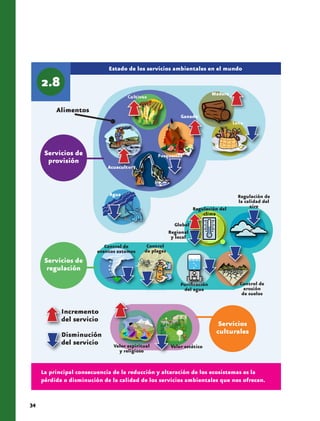 Estado de los servicios ambientales en el mundo


                                                                            Madera
                                     Cultivos

          Alimentos
                                                             Ganado
                                                                                     Leña




      Servicios de
       provisión
                             Acuacultura



                             Agua                                                      Regulación de
                                                                                       la calidad del
                                                                    Regulación del          aire
                                                                        clima
                                                           Global
                                                        Regional
                                                         y local
                            Control de       Control
                         eventos extemos    de plagas
      Servicios de
       regulación

                                                             Purificación              Control de
                                                              del agua                   erosión
                                                                                        de suelos


            Incremento
            del servicio
                                                                              Servicios
            Disminución                                                      culturales
            del servicio       Valor espiritual          Valor estético
                                 y religioso


     La principal consecuencia de la reducción y alteración de los ecosistemas es la
     pérdida o disminución de la calidad de los servicios ambientales que nos ofrecen.


34
 