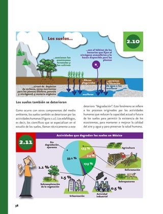 Los suelos...

                                                             ...son el hábitat de las
                                                               bacterias que fijan el
                                                        nitrógeno atmosférico y lo
                                ...sostienen los         hacen disponible para las
                                    ecosistemas                              plantas
                                    forestales y
                                     los cultivos                     N2



                                                         ...filtran             ...permiten
                                                         plaguicidas            la filtración
             ...sirven de depósito                                              de agua a los
      de carbono, otros nutrientes                                              acuíferos
 para las plantas (fósforo, potasio
  y nitrógeno), y materia orgánica                        acuíferos

Los suelos también se deterioran
                                                           deterioro “degradación”. Este fenómeno se refiere
Como ocurre con otros componentes del medio                a los procesos originados por las actividades
ambiente, los suelos también se deterioran por las         humanas que reducen la capacidad actual o futura
actividades humanas (Figura 2.11). Los edafólogos,         de los suelos para permitir la existencia de los
es decir, los científicos que se especializan en el        ecosistemas, para mantener o mejorar la calidad
estudio de los suelos, llaman técnicamente a este          del aire y agua y para preservar la salud humana.

                                      Actividades que degradan los suelos en México
                             Sin
                         degradación
                          aparente                       17.5 %                                 Agricultura

                                                               7.4 %
                                             55.1 %
                                                           17.5 %
                   1.1 %                                                                          Deforestación

                                         1.5 %
                                                                                          Sobrepastoreo
                     Sobreexplotación
                      de la vegetación
                                                                                    0.5 %
                                                                       Actividad
                                                Urbanización           industrial


38
 
