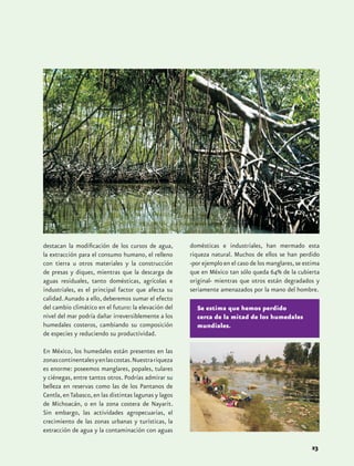 destacan la modificación de los cursos de agua,        domésticas e industriales, han mermado esta
la extracción para el consumo humano, el relleno       riqueza natural. Muchos de ellos se han perdido
con tierra u otros materiales y la construcción        -por ejemplo en el caso de los manglares, se estima
de presas y diques, mientras que la descarga de        que en México tan sólo queda 64% de la cubierta
aguas residuales, tanto domésticas, agrícolas e        original- mientras que otros están degradados y
industriales, es el principal factor que afecta su     seriamente amenazados por la mano del hombre.
calidad. Aunado a ello, deberemos sumar el efecto
del cambio climático en el futuro: la elevación del      Se estima que hemos perdido
nivel del mar podría dañar irreversiblemente a los       cerca de la mitad de los humedales
humedales costeros, cambiando su composición             mundiales.
de especies y reduciendo su productividad.

En México, los humedales están presentes en las
zonas continentales y en las costas. Nuestra riqueza
es enorme: poseemos manglares, popales, tulares
y ciénegas, entre tantos otros. Podrías admirar su
belleza en reservas como las de los Pantanos de
Centla, en Tabasco, en las distintas lagunas y lagos
de Michoacán, o en la zona costera de Nayarit.
Sin embargo, las actividades agropecuarias, el
crecimiento de las zonas urbanas y turísticas, la
extracción de agua y la contaminación con aguas

                                                                                                       23
 