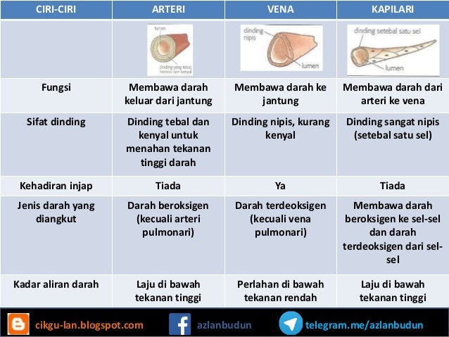 2 peredaran darah