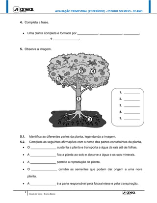 AVALIAÇÃO TRIMESTRAL (2º PERÍODO) - ESTUDO DO MEIO - 3º ANO
2
Estudo do Meio – Ensino Básico
4. Completa a frase.
 Uma planta completa é formada por ____________, _____________, _________,
_____________ e _______________.
5. Observa a imagem.
5.1. Identifica as diferentes partes da planta, legendando a imagem.
5.2. Completa as seguintes afirmações com o nome das partes constituintes da planta.
 O _______________ sustenta a planta e transporta a água da raiz até às folhas.
 A _______________ fixa a planta ao solo e absorve a água e os sais minerais.
 A _______________ permite a reprodução da planta.
 O _______________ contém as sementes que podem dar origem a uma nova
planta.
 A _______________ é a parte responsável pela fotossíntese e pela transpiração.
1. __________
2. __________
3. __________
4. __________
5. __________
 