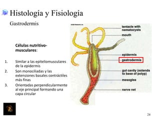 Histología y Fisiología
Gastrodermis

Células nutritivomusculares:
1.
2.
3.

Similar a las epiteliomusculares
de la epidermis
Son monociliadas y las
extensiones basales contráctiles
más finas
Orientadas perpendicularmente
al eje principal formando una
capa circular

24

 