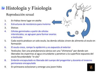 Histología y Fisiología
Reproducción sexual
1.
2.
3.
4.

5.
6.
7.

8.
9.

En hidras tiene lugar en otoño
Estructuras de resistencia para invierno
Dioicas
Células germinales a partir de células
intersticiales; se agrupan para formar ovarios
o testículos
Cada ovario produce un solo ovulo, las demás células sirven de alimento al ovulo en
formación
El ovulo crece, rompe la epidermis y es expuesto al exterior
Testículos: Son una protuberancia cónica con una “chimenea” por donde son
liberados los espermas al agua circundante y penetran a la superficie expuesta del
ovulo fecundandolo “in situ”
Embrión encapsulado es liberado del cuerpo del progenitor y durante el invierno
permanece encapsulado
En primavera eclosionan y emerge una joven hidra
38

 