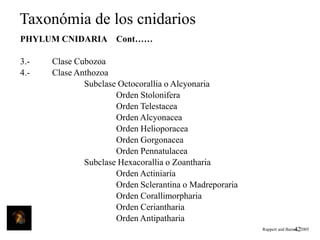 Taxonómia de los cnidarios
PHYLUM CNIDARIA Cont……
3.4.-

Clase Cubozoa
Clase Anthozoa
Subclase Octocorallia o Alcyonaria
Orden Stolonifera
Orden Telestacea
Orden Alcyonacea
Orden Helioporacea
Orden Gorgonacea
Orden Pennatulacea
Subclase Hexacorallia o Zoantharia
Orden Actiniaria
Orden Sclerantina o Madreporaria
Orden Corallimorpharia
Orden Ceriantharia
Orden Antipatharia
Ruppert and Barnes, 2005
42

 