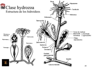 Clase hydrozoa
Estructura de los hidroideos

49

 