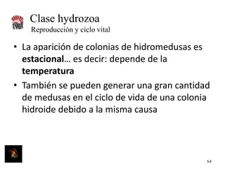 Clase hydrozoa
Reproducción y ciclo vital

• La aparición de colonias de hidromedusas es
estacional… es decir: depende de la
temperatura
• También se pueden generar una gran cantidad
de medusas en el ciclo de vida de una colonia
hidroide debido a la misma causa

64

 