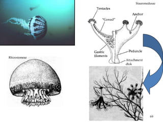 Stauromedusae

Rhizostomeae

69

 