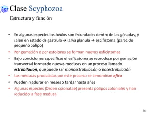 Clase Scyphozoa
Estructura y función
• En algunas especies los óvulos son fecundados dentro de las gónadas, y
salen en estado de gastrula → larva planula → escifistoma (parecido
pequeño pólipo)
• Por gemación o por estolones se forman nuevos esficistomas
• Bajo condiciones especificas el esficistoma se reproduce por gemación
transversal formando nuevas medusas en un proceso llamado
estrobilación, que puede ser monoestrobilación o poliestrobilación
• Las medusas producidas por este proceso se denominan efira
• Pueden madurar en meses o tardar hasta años
• Algunas especies (Orden coronatae) presenta pólipos coloniales y han
reducido la fase medusa

78

 