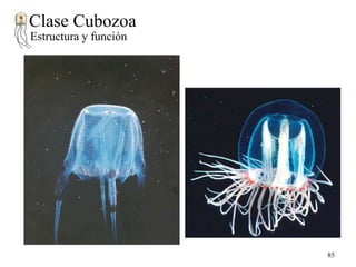 Clase Cubozoa
Estructura y función

85

 