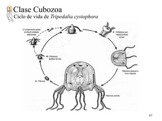 Clase Cubozoa
Ciclo de vida de Tripedalia cystophora

87

 