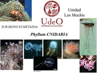 Unidad
Los Mochis
SUB-REINO EUMETAZOA:

Phyllum CNIDARIA

1

 