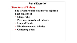 Renal Excretion
Structure of kidney
The structure unit of kidney is nephron
That consists of :
• Glomerulus
• Proximal convoluted tubules
• Loop of Henle
• Distal convoluted tubules
• Collecting ducts
 