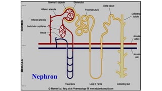 Nephron
 