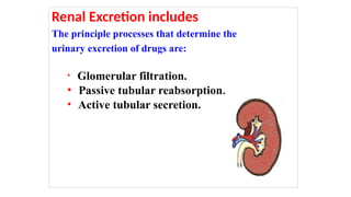 Renal Excretion includes
The principle processes that determine the
urinary excretion of drugs are:
• Glomerular filtration.
• Passive tubular reabsorption.
• Active tubular secretion.
 