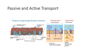 Passive and Active Transport
 