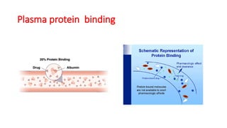 Plasma protein binding
 