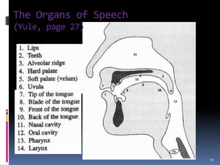 A “Good” Phonetic Alphabet: Characteristics3.  If 2 sounds are very similar and their differences arise only from the context they’re in, those similarities should be represented[k]sounds in keep and cool (place where they’re articulated are dependent on the following vowel)8