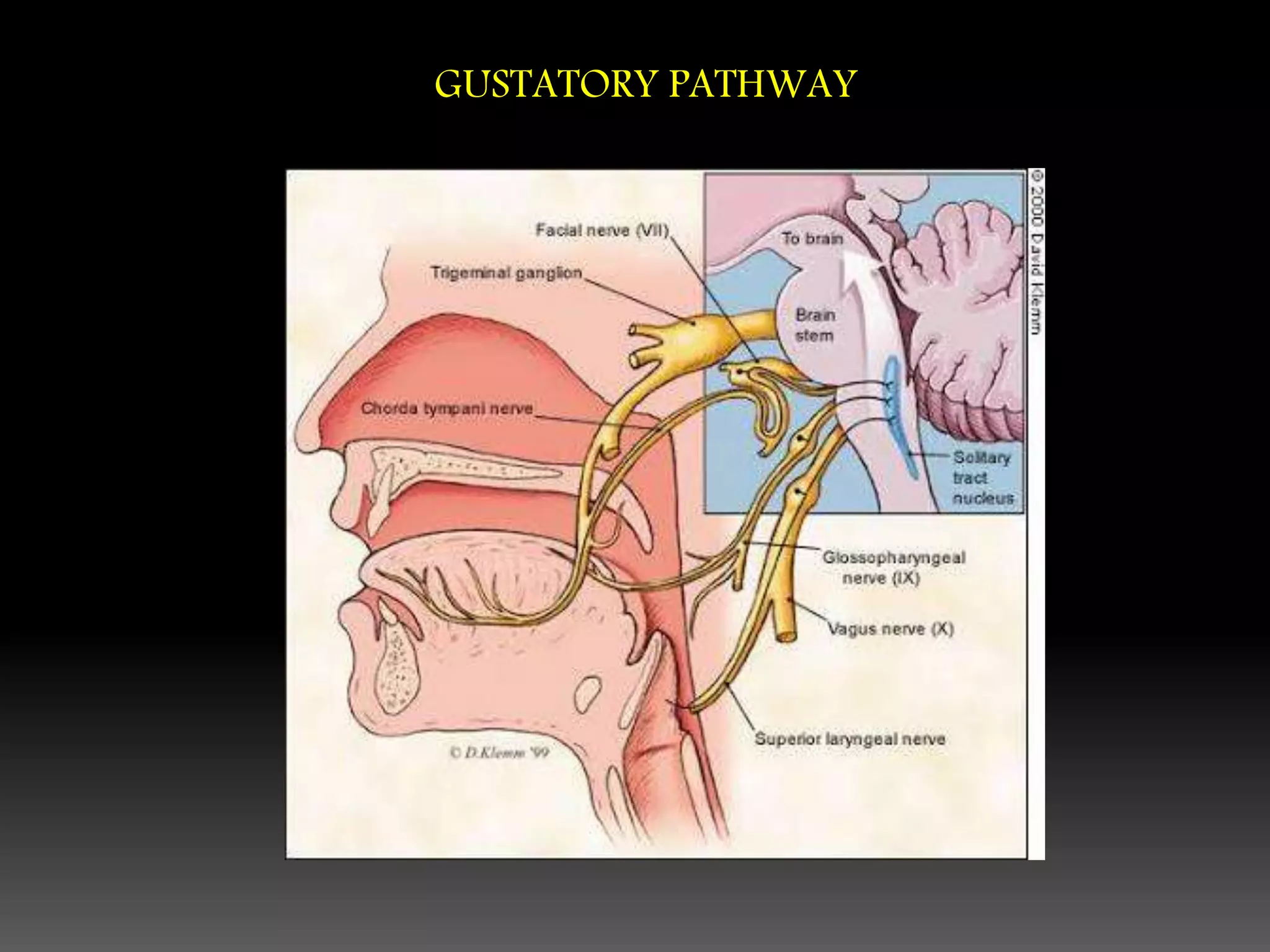 GUSTATORY PATHWAY
 